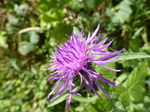 FZ006805 Purple flower.jpg